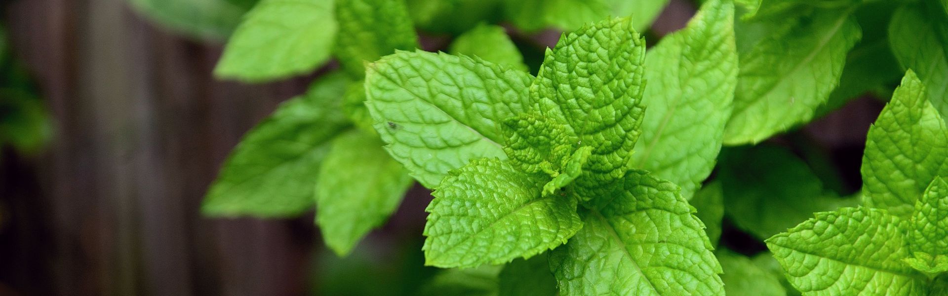 Page cover Kombikurs Heilfasten & Basenkur