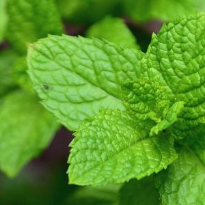 Titelbild Kombikurs Heilfasten & Basenkur