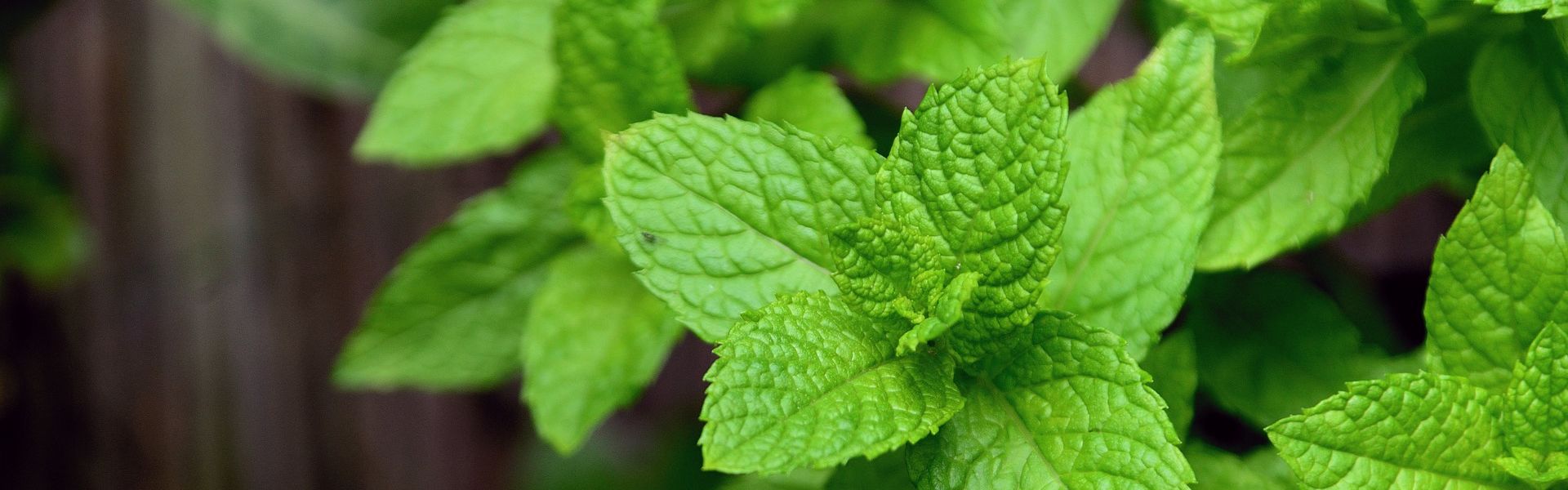 Page cover Heilfasten