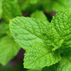 Titelbild Heilfasten